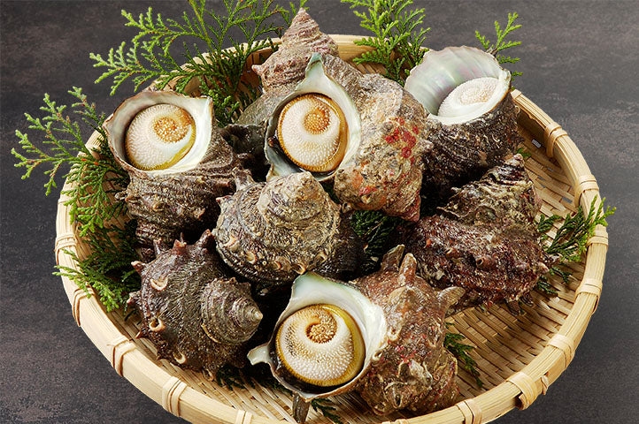 お刺身・壺焼き 「活さざえ50粒位-5kg」とれたて直送!! 天然