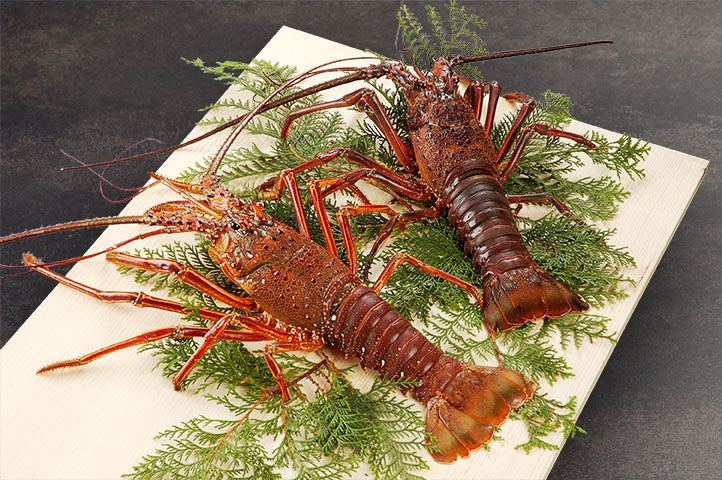 活伊勢海老 1尾(大)・・・1kg